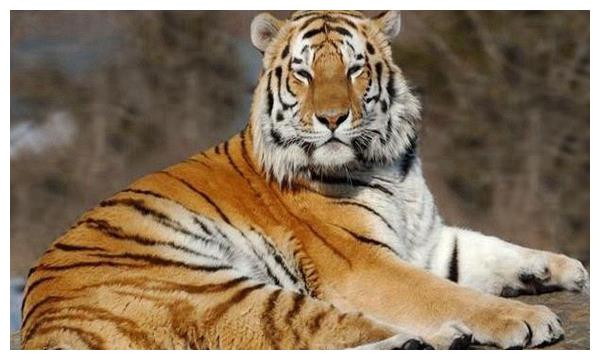 农历7月属虎人命好吗 2025年9月订婚吉日推荐