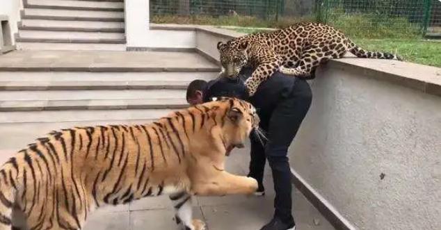 怎么当老虎饲养员 2d71-ixkvvuc2378870.jpg