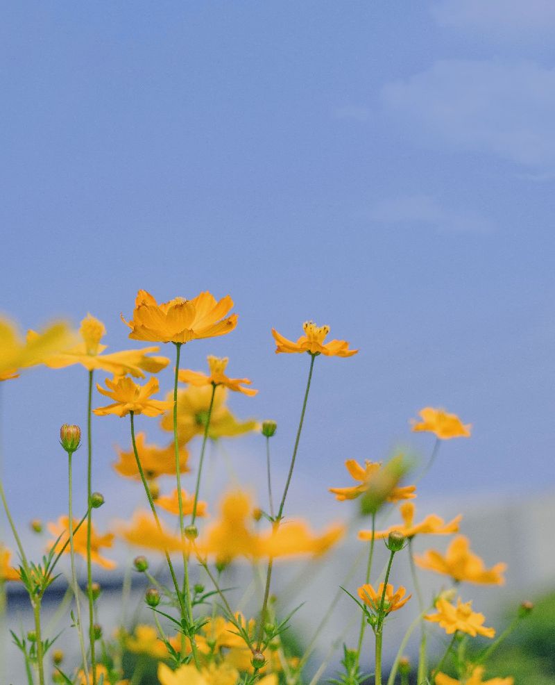 蓝天下向阳而生的小雏菊,色调清新美好,可拿去做壁纸和背景