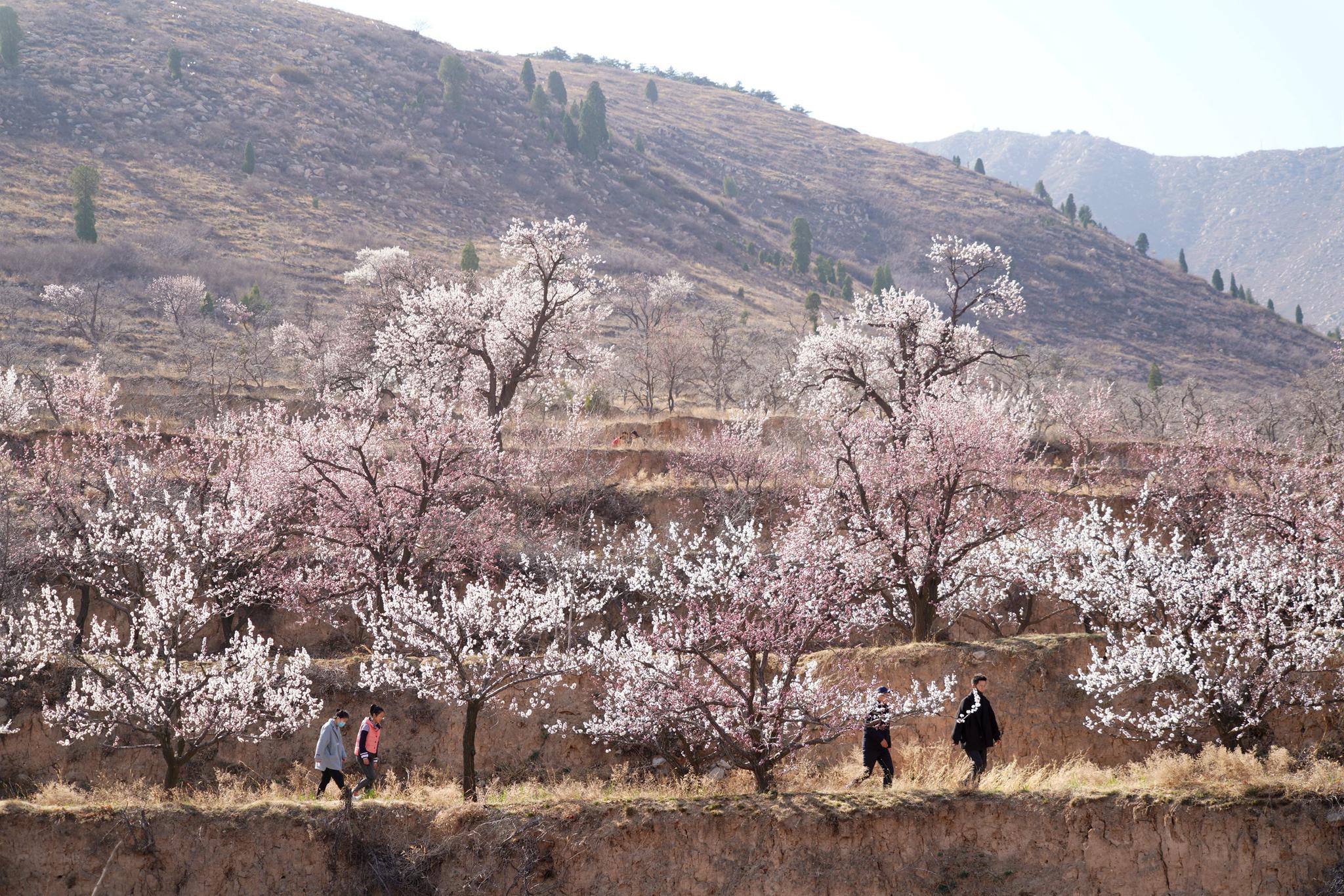 三月春风，十里杏花。又是一年最美湖东路。|十里杏花|春风_新浪新闻
