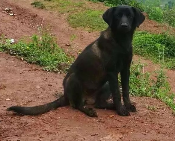 凶猛勇敢的山地猎犬——凉山猎犬