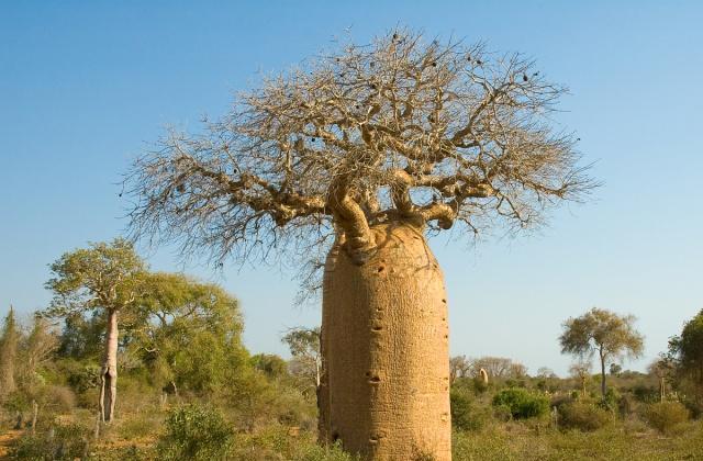 神奇的面包树,非洲人靠它养活家庭,果实的口感和面包一模一样