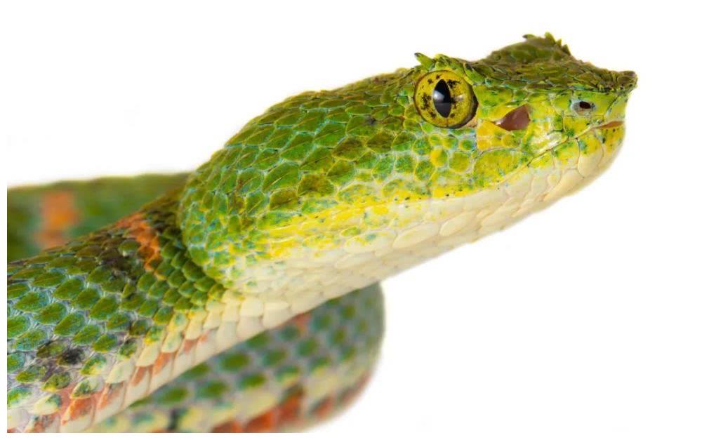 eyelash tree viper蛇,eyelashviper 大亚成体亚成体bothriechis schlegeliieyelash viper许氏棕榈蝮