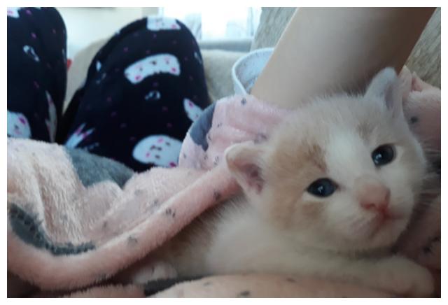 小奶猫睡觉,看起来太治愈了