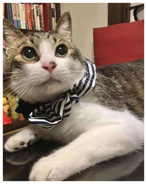 秃头猫奴一夜长出满头秀发,全网笑喷:快谢谢你家猫!