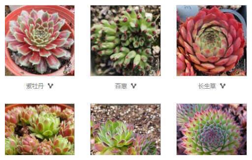 多肉识谱六辨别怕热的长生草属和开花要挂的莲花掌属