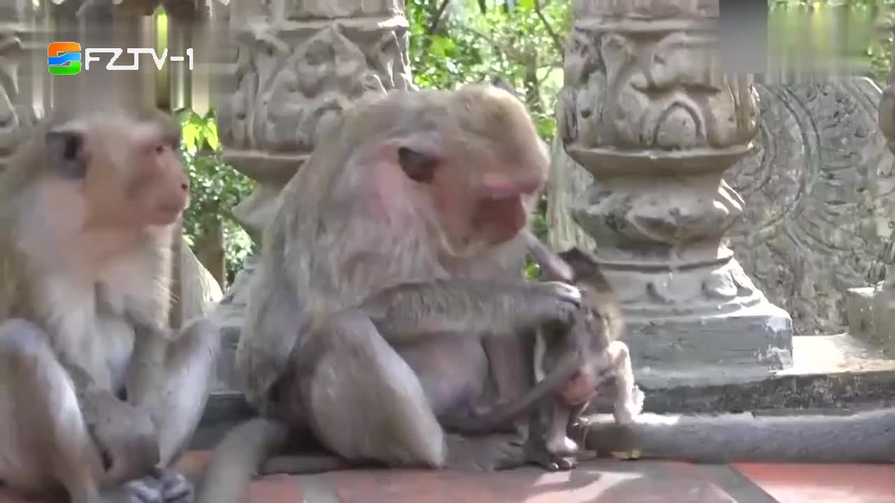 调皮的小猴子,背部受伤,猴妈妈看着很心疼