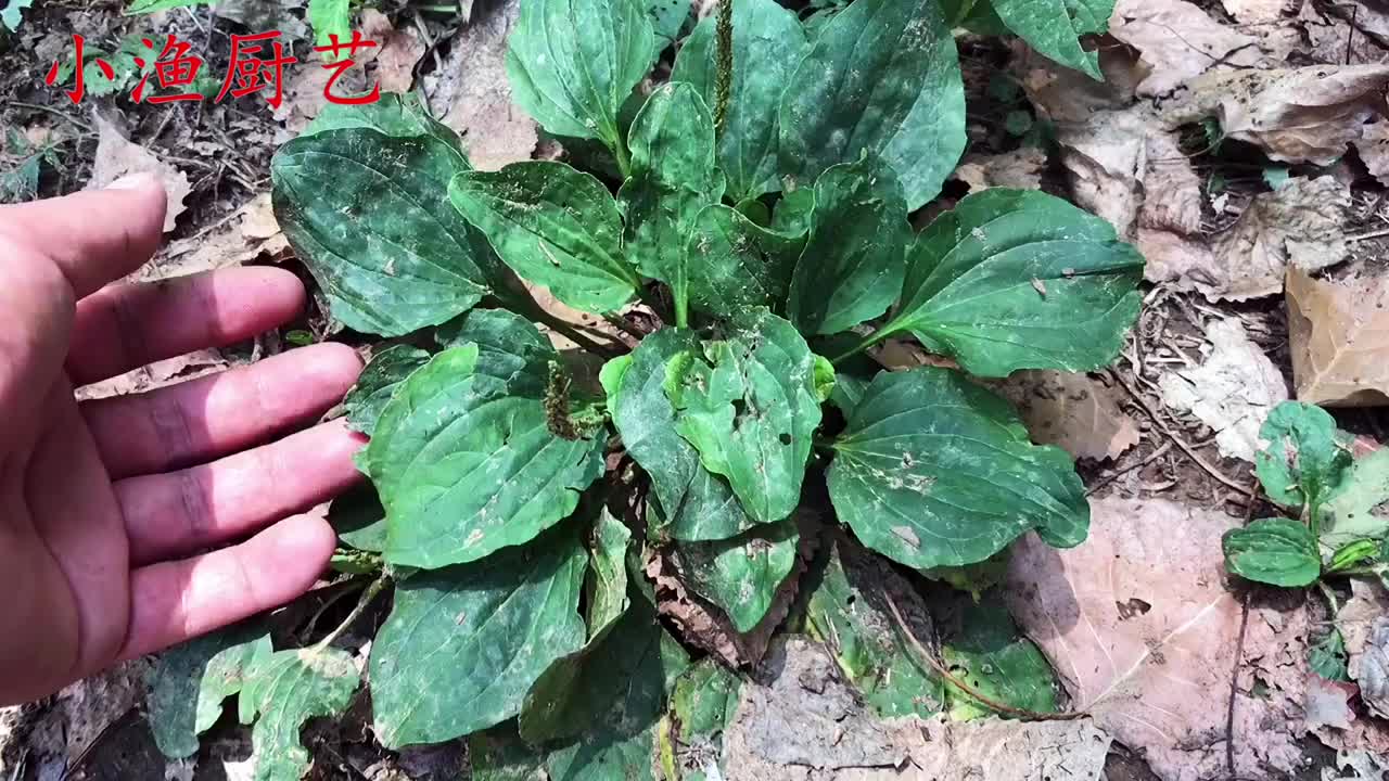 什么是猪耳朵菜?没想到它的价值这么好,第一次吃太美味了