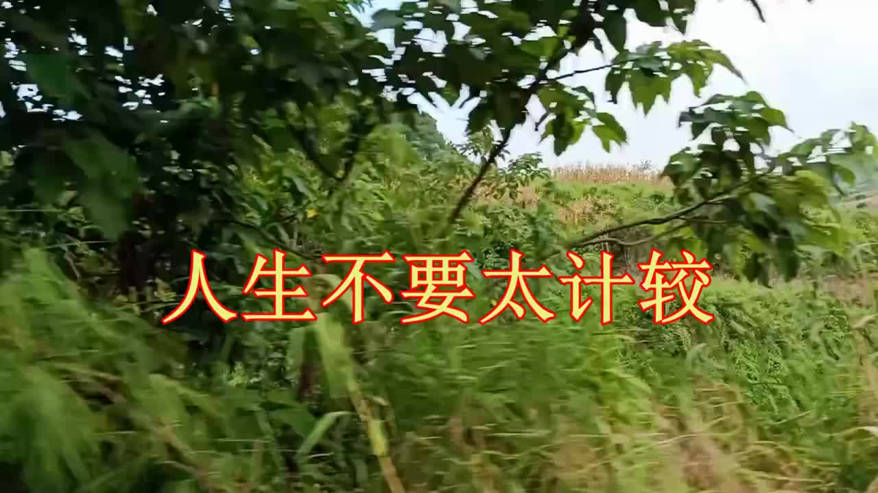 云南山歌人生不要太计较民间小调