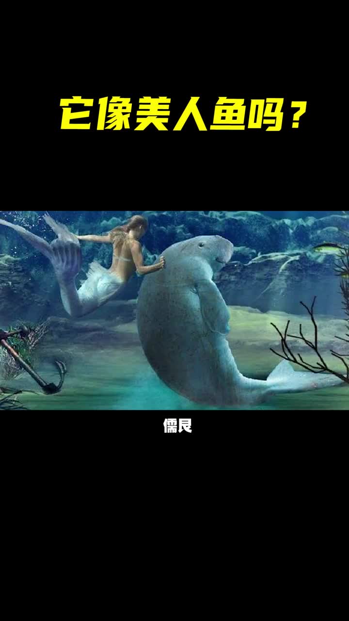 粗胖的儒艮是如何被认为是美人鱼的你觉得美人鱼真实存在吗