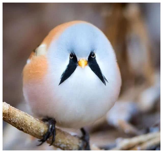 black-throated bushtit 红头长尾山雀 中国最小的鸟, 体长9.