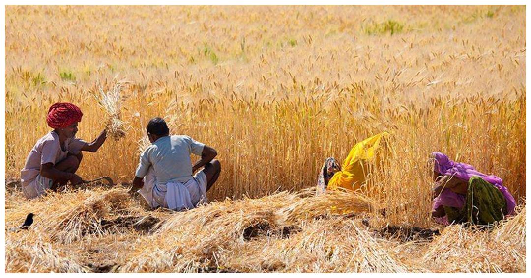 同样是人口大国,为何印度能向全球出口大米,我国却满世界买粮呢休闲区蓝鸢梦想 - Www.slyday.coM 同样是人口大国,为何印度能向全球出口大米,我国却满世界买粮呢休闲区蓝鸢梦想 - Www.slyday.coM