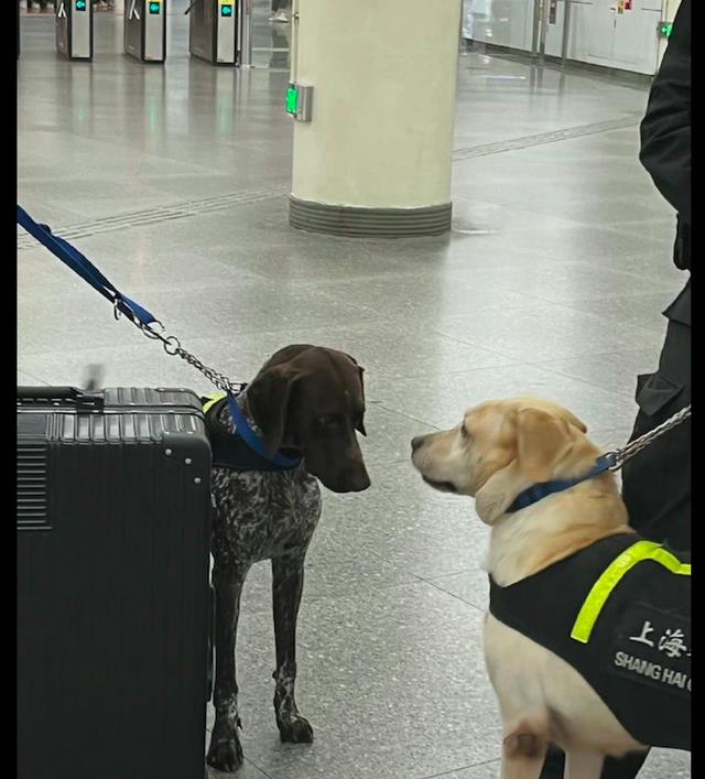 警犬在地铁站里巡逻靠在主人腿边的模样好像受气的小媳妇呀
