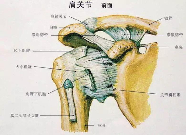 肩关节痛|肩关节|肩周炎_新浪新闻