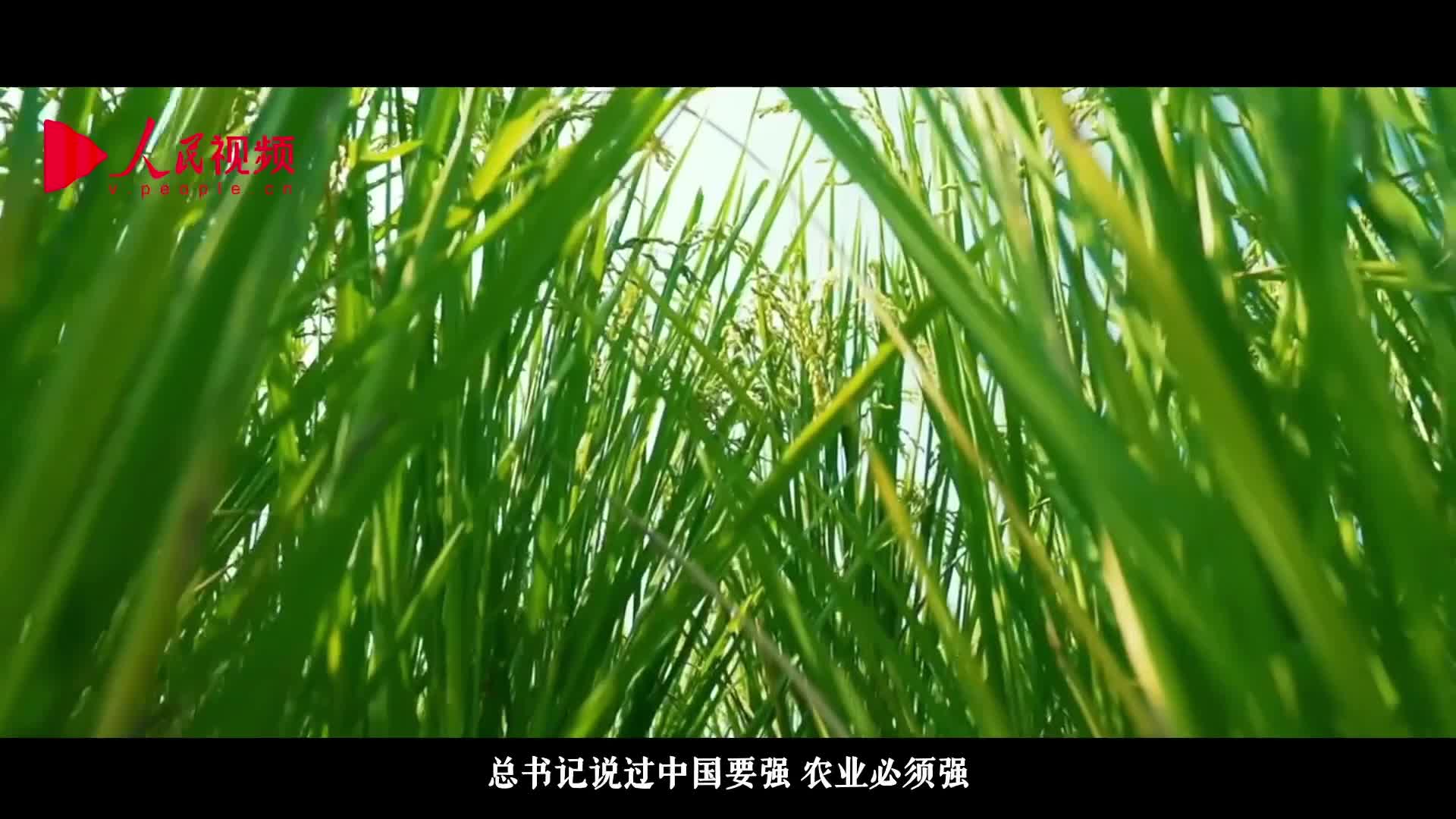 《跟着总书记看中国》26.宁夏篇 贺兰山下稻花香