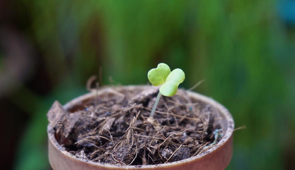 如何让茉莉花快速发芽掌握这些方法茉莉发新芽快