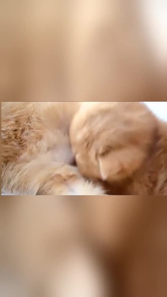 刚吃饱的小奶猫被同伴一顿亲昵这猫咋那么粘猫