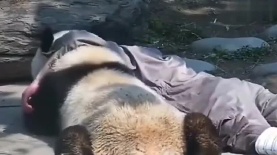 饲养员跟熊猫勾肩搭背,真让人羡慕
