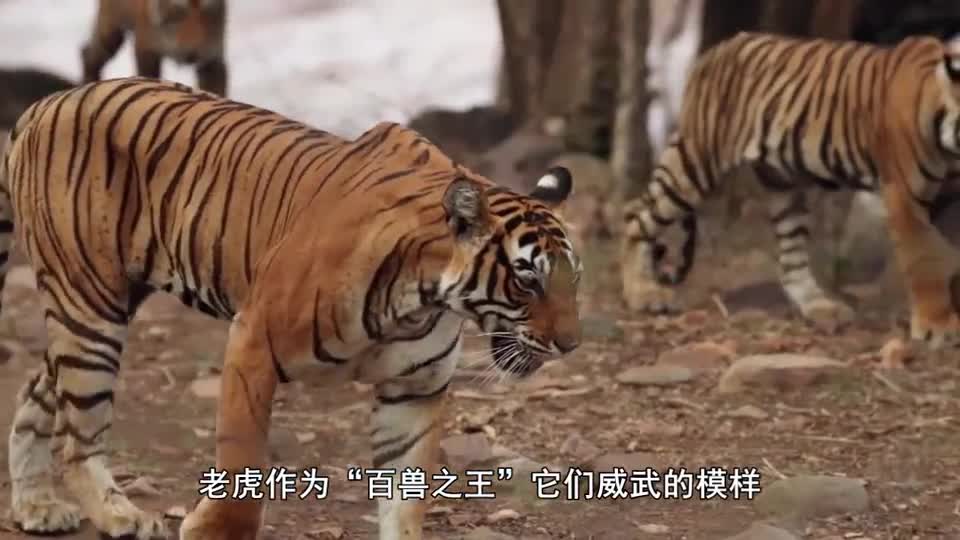 惊心动魄的老虎捕猎视频,百兽之王果然不是吹的,霸气!