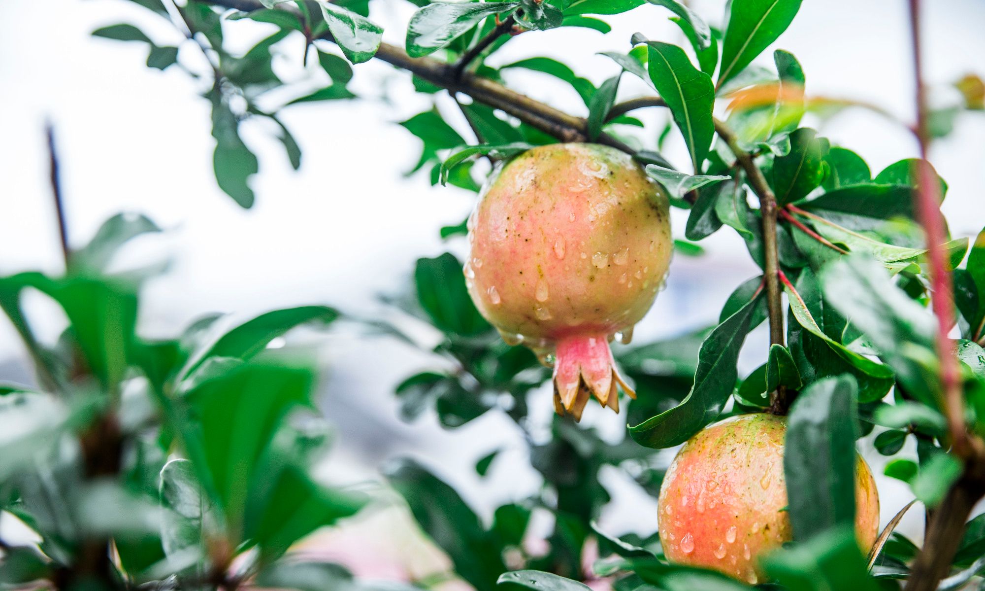 可羡瑶池碧桃树，碧桃红颊一千年，石榴的维C含量原来是苹果两倍