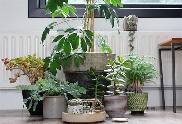 室内绿植推荐阳台大型绿植 f06b-kakmcxe8958145.jpg