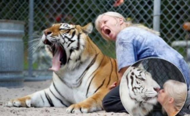 怎么当老虎饲养员 1ddc-kaaxtfn0192286.jpg