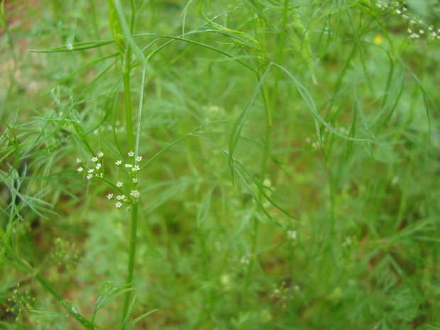 第十四个,山茴香,也叫野茴香,是一种非常香的野菜(单指茴香的香味,山