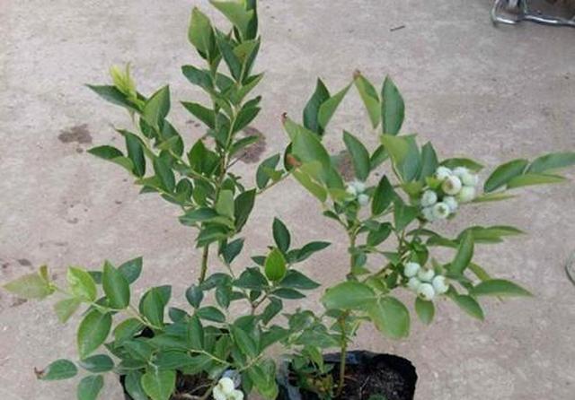 蓝莓养多长时间会开花?你关心的问题都在