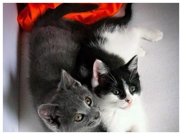 怎么看小猫有没有吃饱奶 eaaa-ketnnaq7159476.jpg