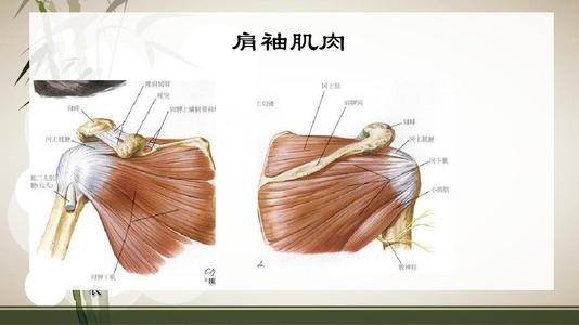 为什么会肩袖损伤?引起肩袖损伤的原因你知道不