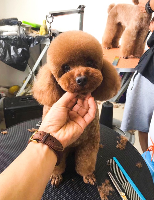 宠物美容学校排行榜_学习宠物美容培训速成班需要多少钱