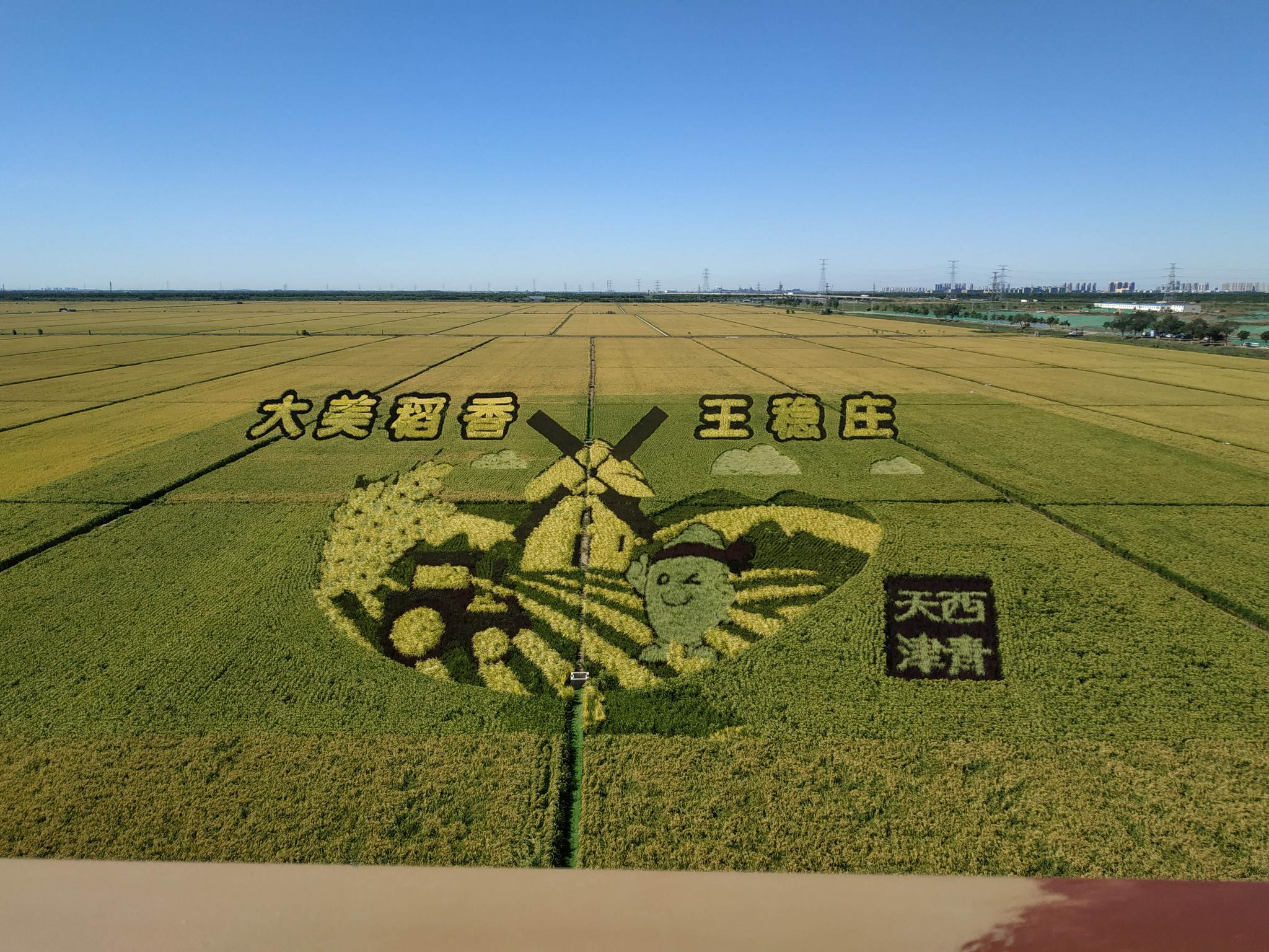 天津稻田画和你有个约会