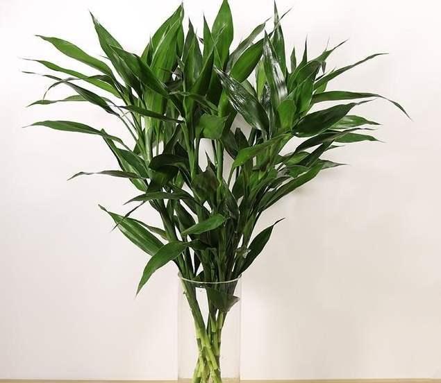 富贵竹几天一换水啊 18c7-iwpcxks0387535.jpg