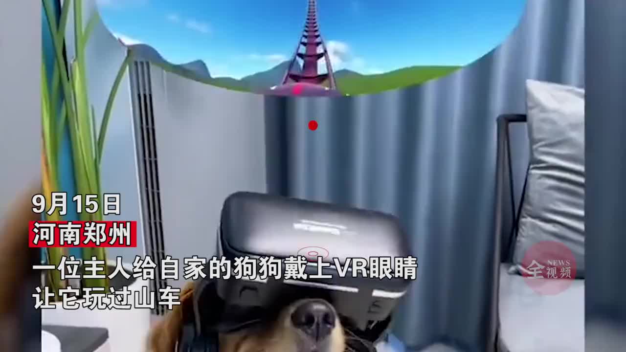 主人给狗戴上vr眼镜,狗子原地起立不停扒拉,搞笑动作逗乐主人