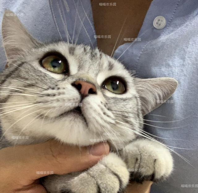 猫爱吃生猪肉 61d7-izwfpyt2885840.jpg