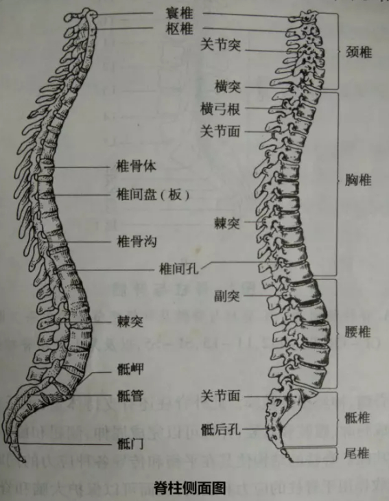 脊髓节:脊髓共分31个节段,包括颈髓8节,胸髓12节,腰髓5节,骶髓5节和1