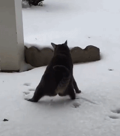 当没见过雪的南方猫,第一次见到下雪后
