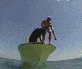 爆笑gif搞笑趣图狗哥我错了原谅我太年轻啊