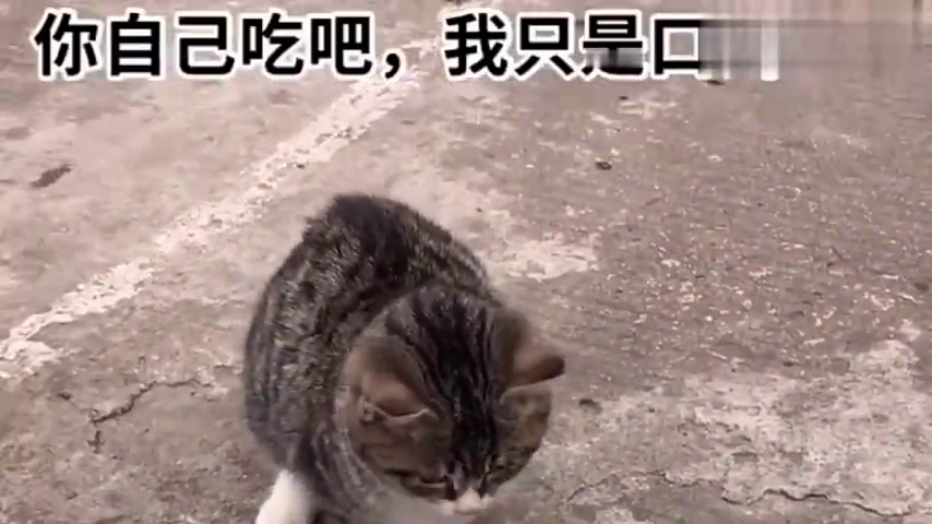 这个流浪猫是我经常喂的，呼吁大家关爱流浪动物_新浪新闻