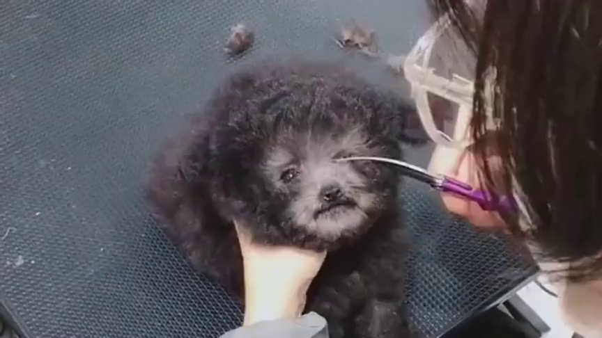 黑泰迪犬十分稀少,剪毛后还挺好看,我都想养一只