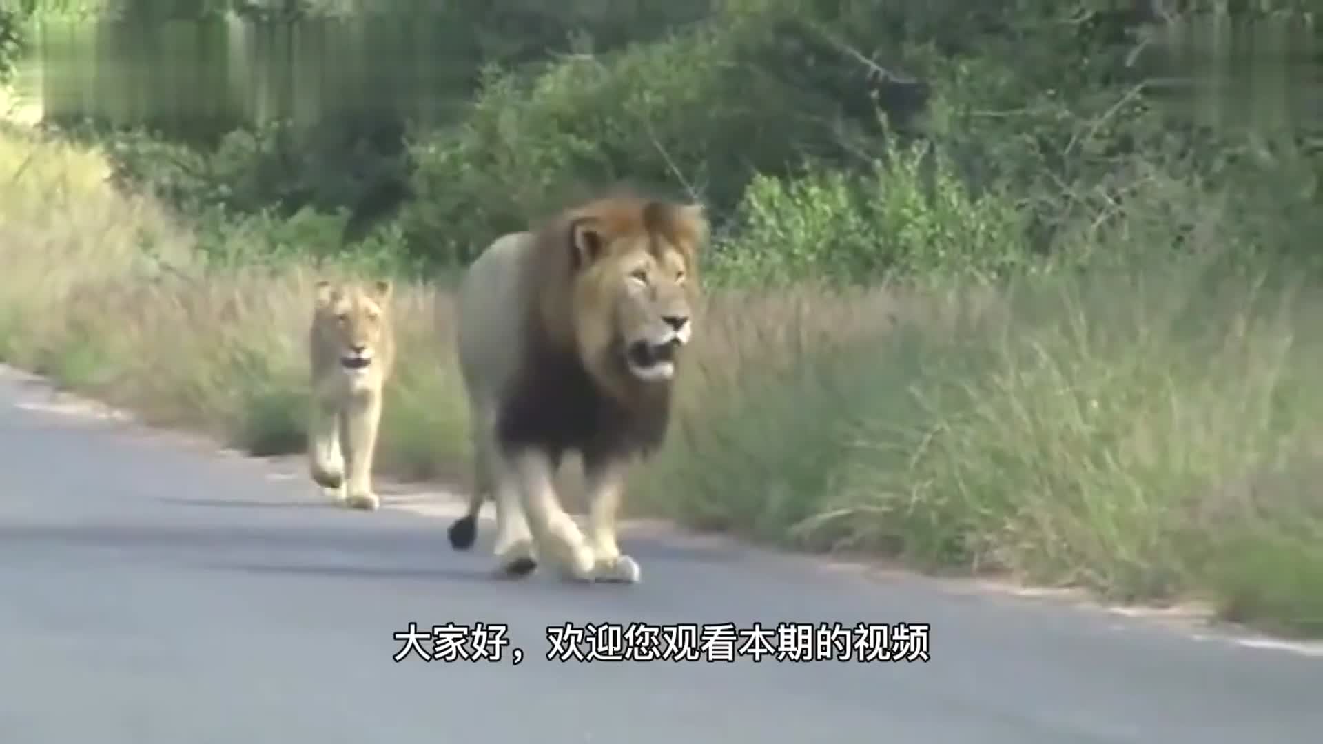 天空被子雄狮联盟超大体型和超强待时成为后代标杆无法超越