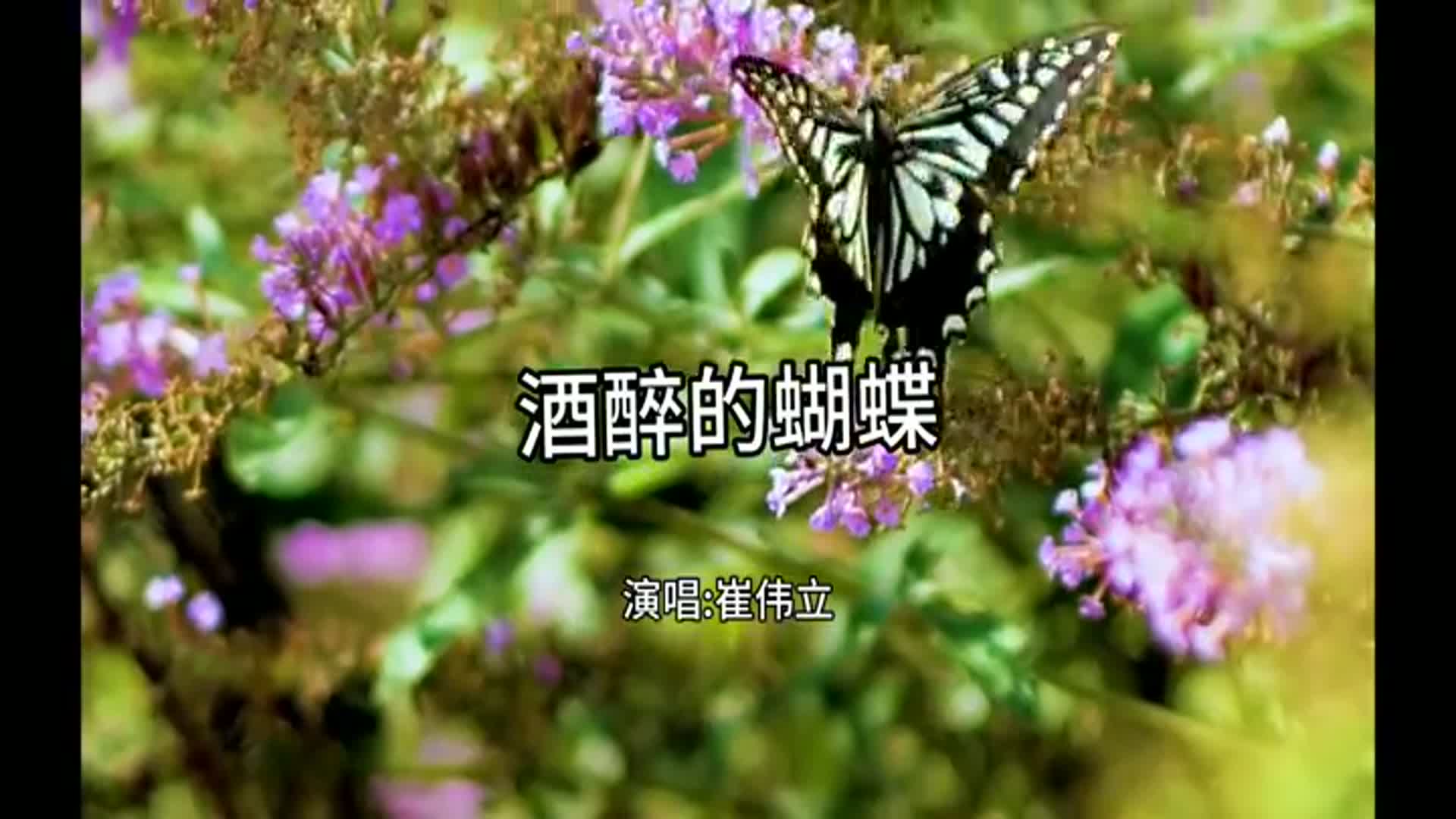 《酒醉的蝴蝶》这首歌,唱出了人生的魅力,非常好听!