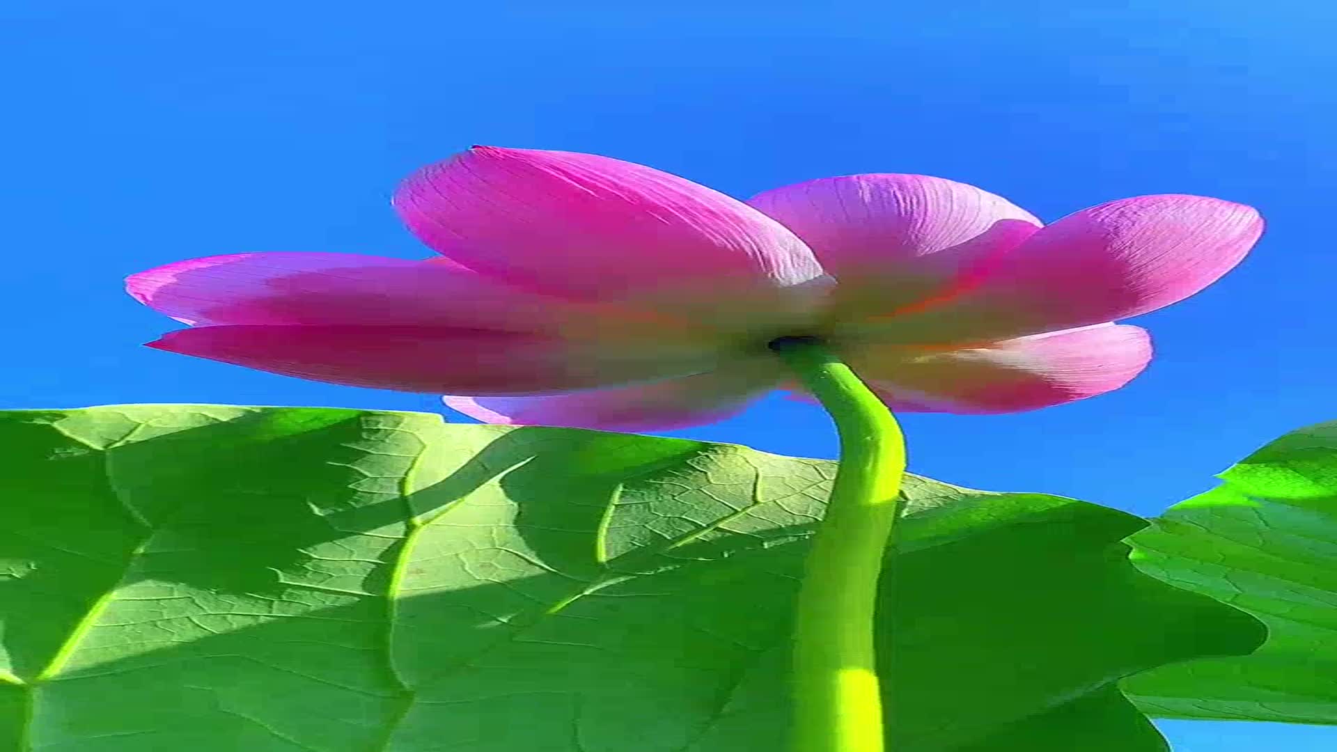 回味依旧裂缝中的阳光林俊杰分享给你