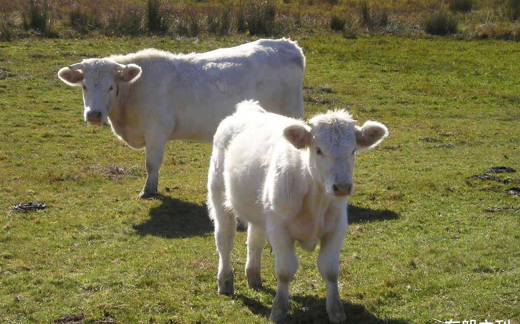 非凡是什么生肖的动物 f7f2-iwpcxks0366787.jpg