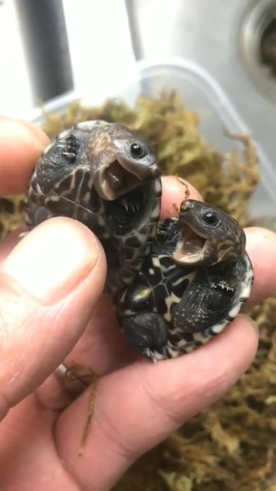 两只刚破壳的小乌龟,长得一模一样