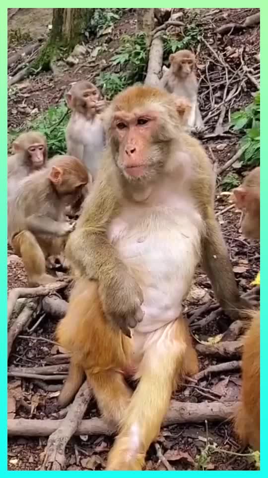 经典再现葛优躺,这猴子太销魂,真的是有意思!