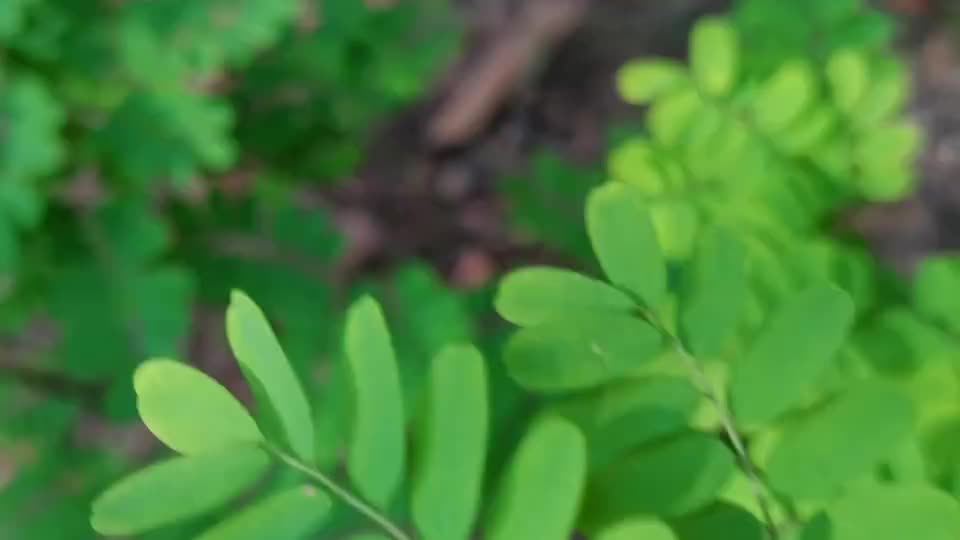 这种植物叫红香藤是一种野生中草药来认识一下吧