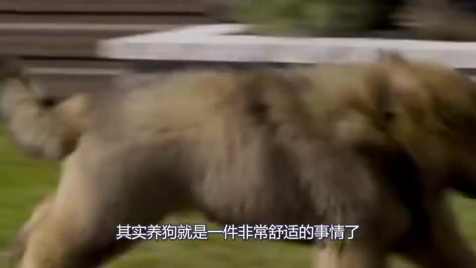 为什么独居女性都爱养大型犬?这些好处,比找男朋友靠谱多了!