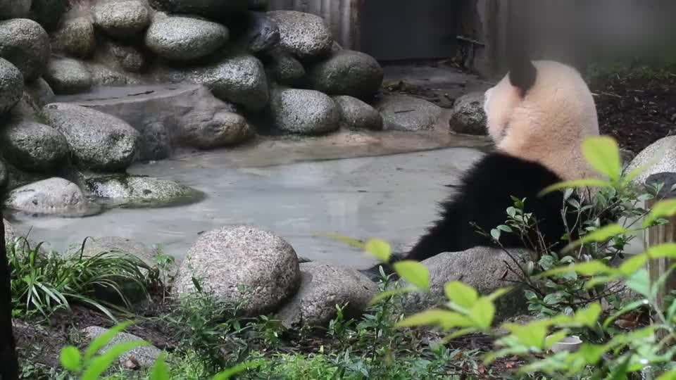 大熊猫园润贵妃熊的浴池