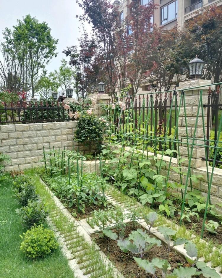 那个菜园设计得好,不影响院子的大局,种菜的时候不踩脏脚,也满足了一